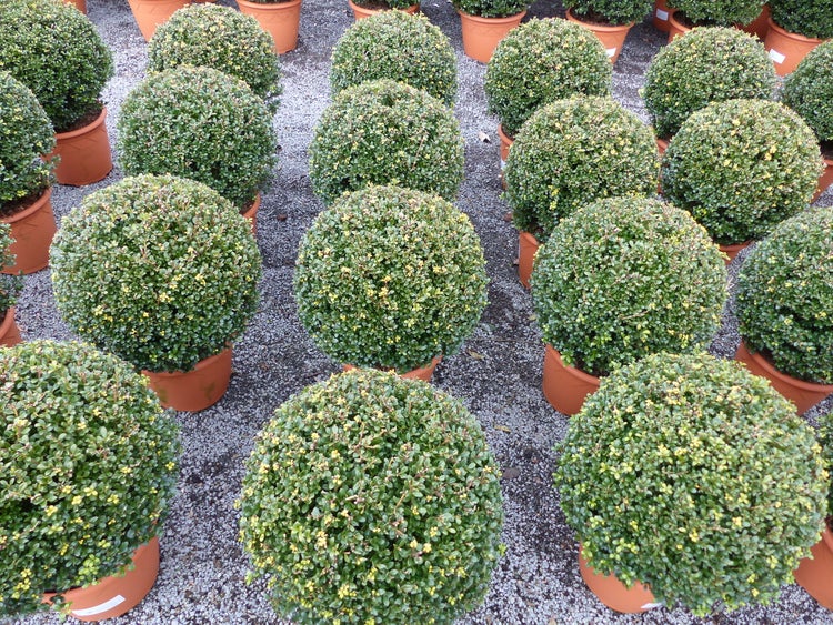 Mehrere Buchsbaumkugeln in Kunststofftöpfen auf einer Kiesfläche, immergrüne Heckenpflanze in Kugelform.