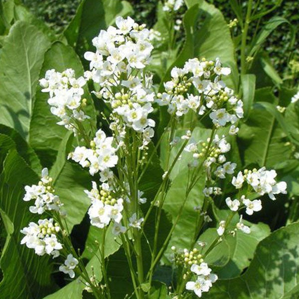 Meerrettichpflanze mit weißen Blüten und grünen Blättern