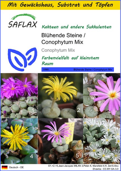 SAFLAX Anzucht Set - Blühende Steine / Conophytum Mix - Conophytum Mix - 40 Samen - Mit Mini-Gewächshaus, Anzuchtsubstrat und 2 Töpfen