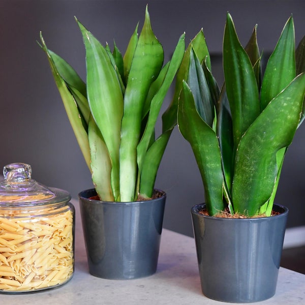 2er Fensterbankset Sansevieria