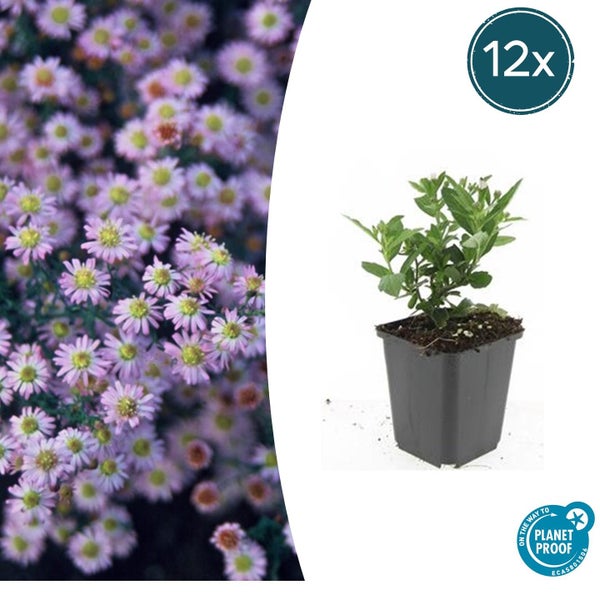 Zierstaude - Wilde Aster - Aster ageratioides 'Stardust' - 9cm Topf - Set mit 12 Pflanzen