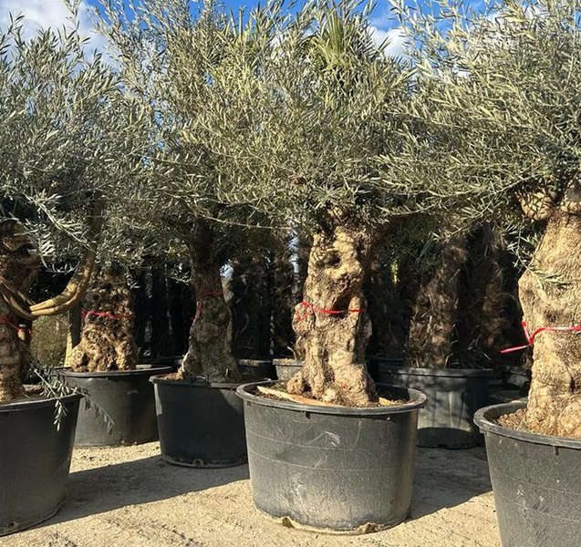 Olivenbaum Olea Europaea XXL ca.: 100 Jahre, Winterhart bis –18 °C, Höhe : ca: 250cm