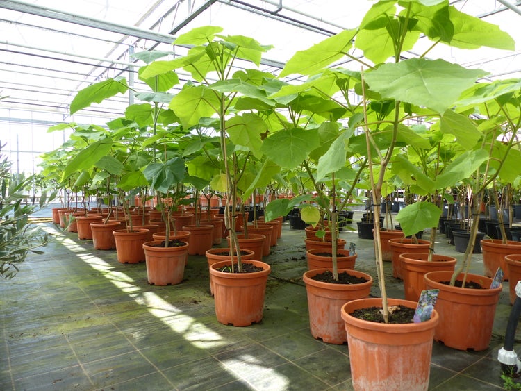 Blauglockenbaum Kiribaum 130 - 150 cm Paulownia tomentosa Kaiserbaum