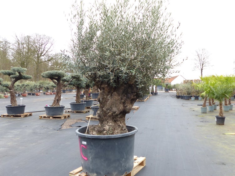 genau diesen Baum Nr. 5/C, 250 cm, Olivenbaum, knorrige alte urige Olive winterhart