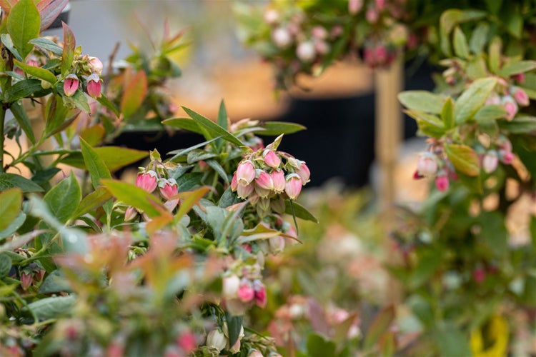 Bluhende Heidelbeerpflanze mit zahlreichen glockenförmigen Blüten und grünen Blättern im Garten