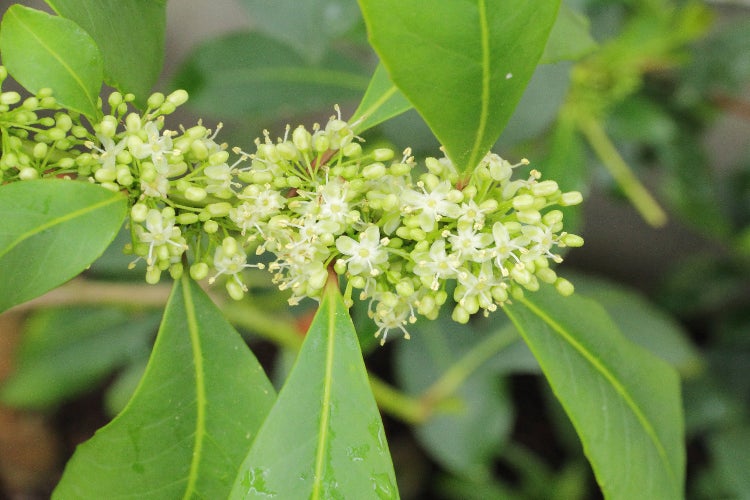 SAFLAX  - Mate Teestrauch - Ilex paraguariensis - 10 Samen - Mit keimfreiem Anzuchtsubstrat
