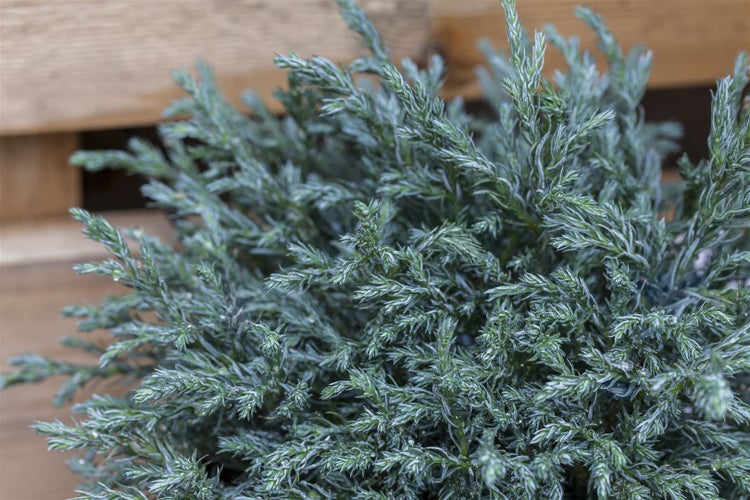 Chamaecyparis pisifera 'Blue Moon', Scheinzypresse, blau, 20–25 cm