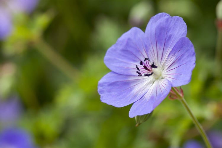 Geranium wallichianum 'Rozanne' -R-, Storchschnabel, blauviolett, ca. 11x11 cm Topf