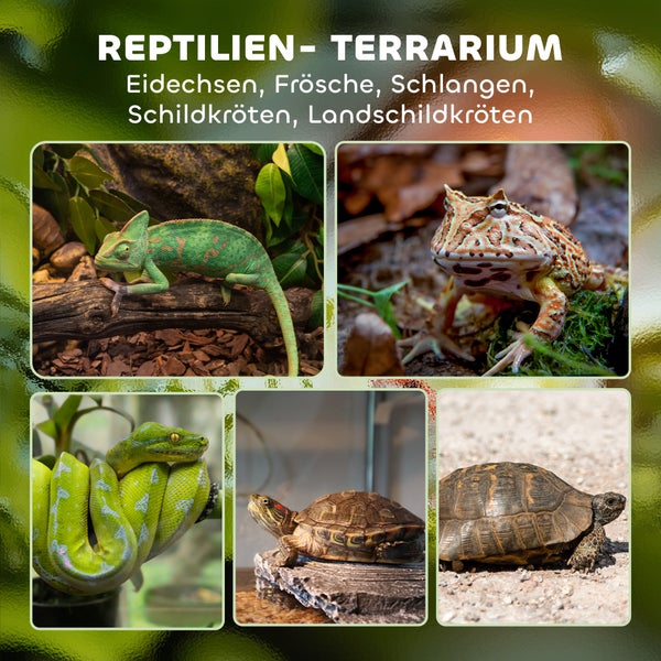 Reptilienterrarium mit Eidechsen, Fröschen, Schlangen und Schildkröten