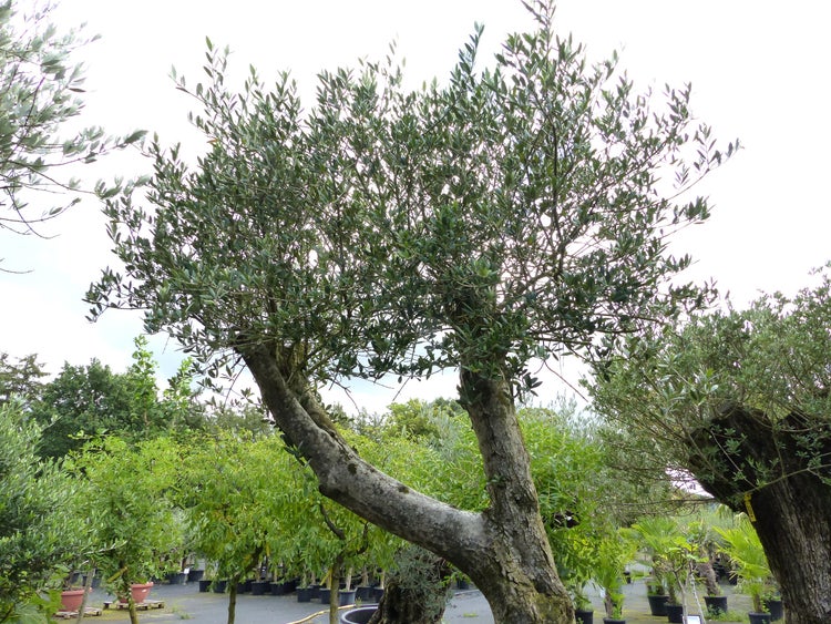Ein alter Olivenbaum mit einem markant geschwungenen Stamm in einer Baumschule.