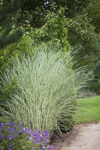 Chinaschilf im Gartenbeet