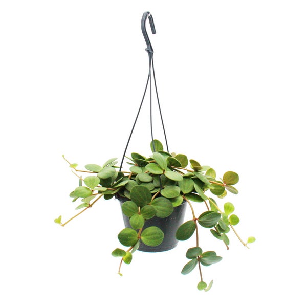 Zimmerpflanze zum Hängen - Peperomia tetraphylla - hängender Zwergpfeffer - 14cm Ampel