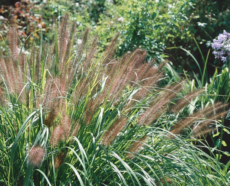 Dekoratives Lampenputzergras im Garten