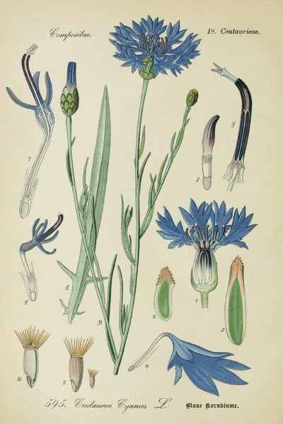 SAFLAX  - Blaue Kornblume - Centaurea cyanus - 27000 Samen