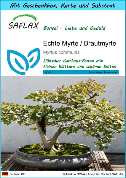 SAFLAX Geschenk Set - Echte Myrte / Brautmyrte - Myrtus communis - 30 Samen - Mit Geschenkbox, Versandaufkleber, Geschenkkarte und Anzuchtsubstrat