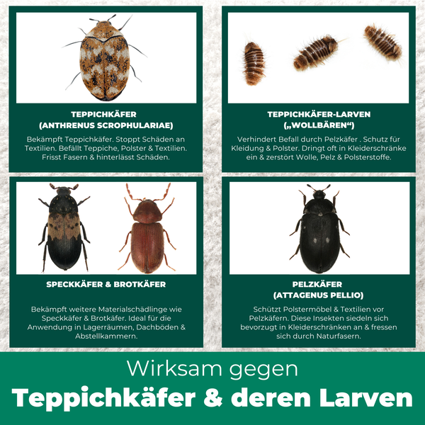 Darstellung verschiedener Käferarten: Teppichkäfer, Teppichkäferlarven, Speckkäfer, Brotkäfer und Pelzkäfer