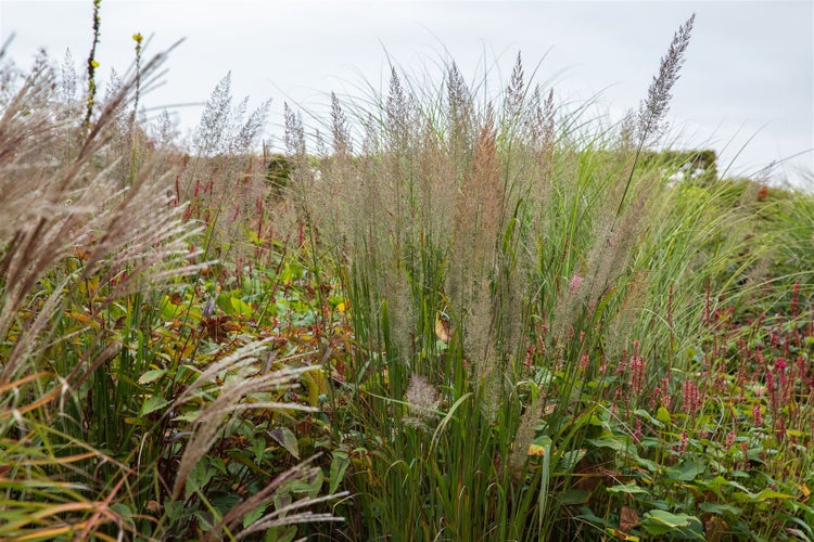 Ziergräser im Gartenbeet