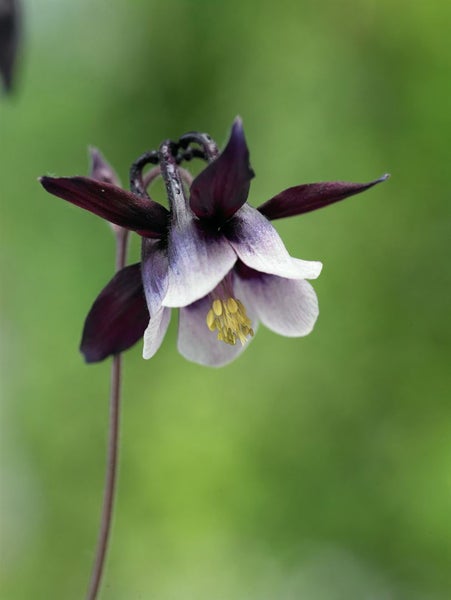 Aquilegia vulgaris 'William Guiness', Akelei, zweifarbig, ca. 9x9 cm Topf