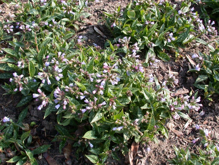 Lungenkraut-Pflanzen mit grünen Blättern und kleinen violetten Blüten auf dem Boden