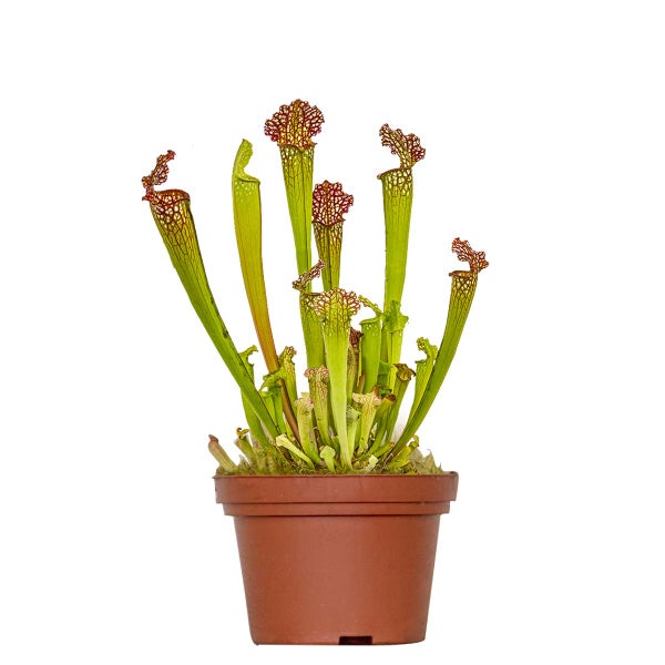 Sarracenia 'Juthatip Soper' – Fleischfressende Pflanze – Pflegeleicht – ⌀12 cm – ↕10-20 cm