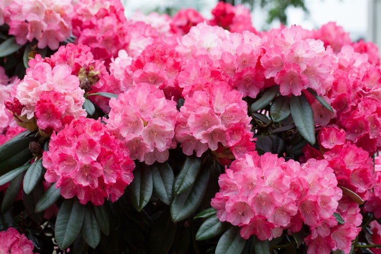 Rhododendron yakushimanum 'Fantastica', rosa-rot, 30–40 cm