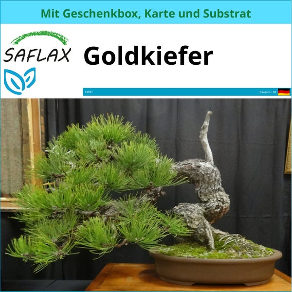 SAFLAX Geschenk Set - Goldkiefer - Pinus ponderosa - 20 Samen - Mit Geschenkbox, Versandaufkleber, Geschenkkarte und Anzuchtsubstrat