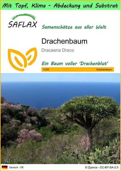 SAFLAX Garden to go - Drachenbaum - Dracaena Draco - 5 Samen - Mit Topf, Klima - Deckel und Anzuchtsubstrat