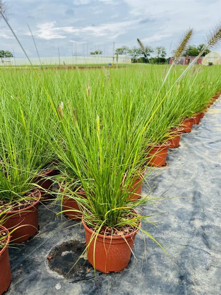 Pennisetum alopecuroides 'Hameln', Lampenputzergras, 2 Liter Container