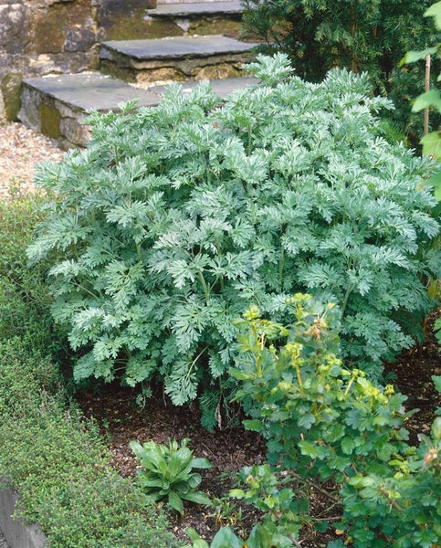 Artemisia absinthium, Wermut, silbrig-grün, ca. 9x9 cm Topf