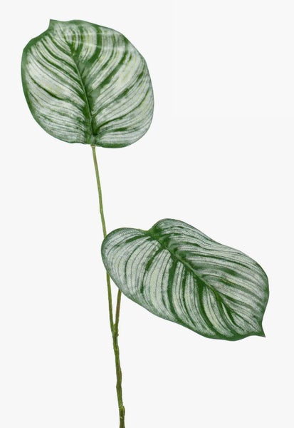 Künstlicher Calathea-Zweig mit zwei gestreiften Blättern.