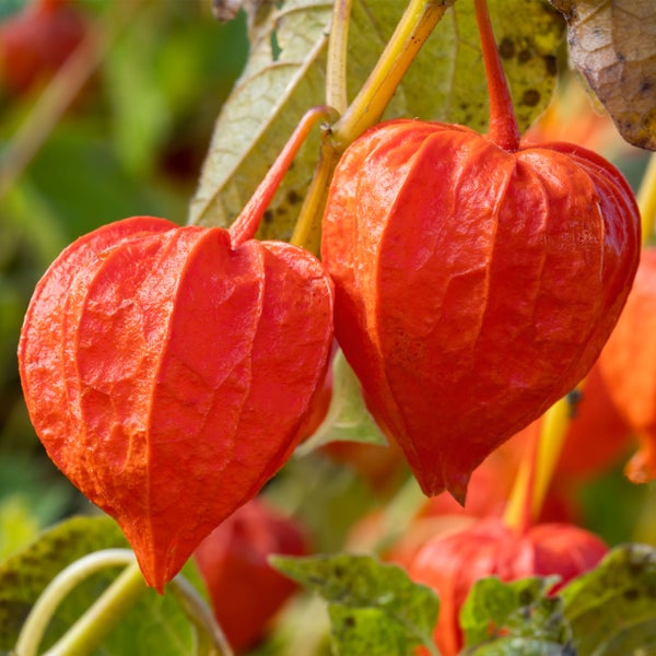 Wohnzimmer mit Sofa, Beistelltisch und floraler Tapete