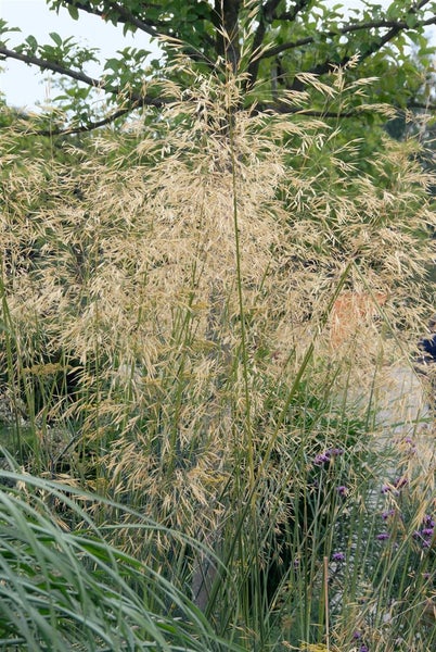 Stipa gigantea, Riesen-Federgras, ca. 11x11 cm Topf, dekorativ