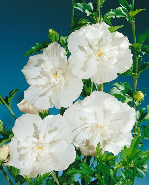 Hibiscus syriacus 'White Chiffon', Gartenhibiskus, weiß, 40–60 cm