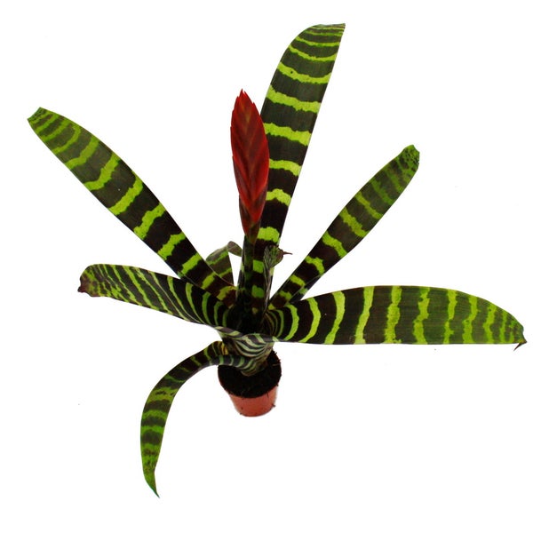 Drei Bromelienpflanzen in Töpfen