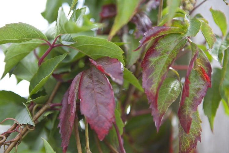 Parthenocissus quinquefolia, Wilder Wein, 40–60 cm