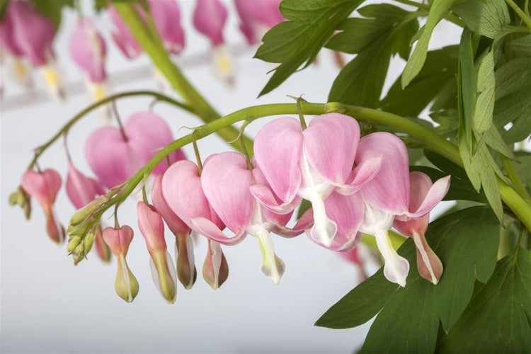 Dicentra spectabilis, Tränendes Herz, rosa, ca. 9x9 cm Topf