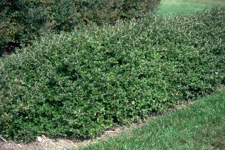 Dichte grüne Heckenpflanze als Sichtschutz im Garten neben einer Rasenfläche.