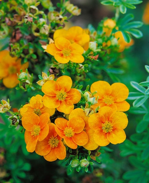 Potentilla x cult. 'William Rollisson', Fingerstrauch, gelb, ca. 9x9 cm Topf