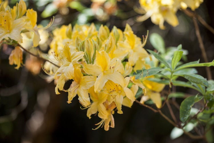 Gelbe Azalee Blüten auf einem Zweig