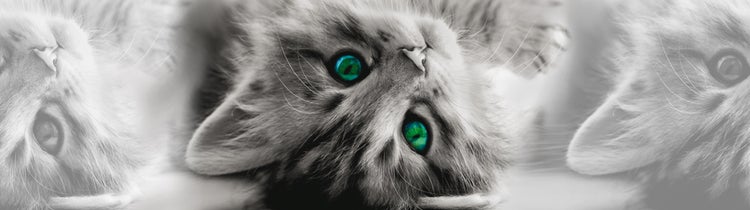 Graue Katze mit grünen Augen