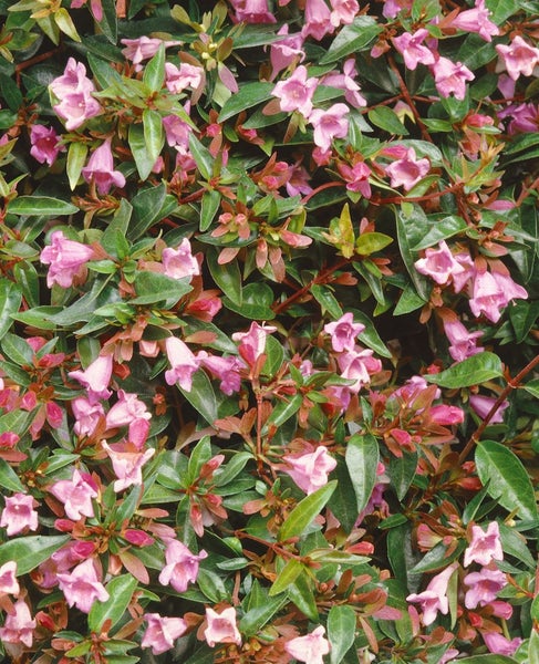 Abelia 'Edward Goucher', rosa Blüten, 40-60 cm