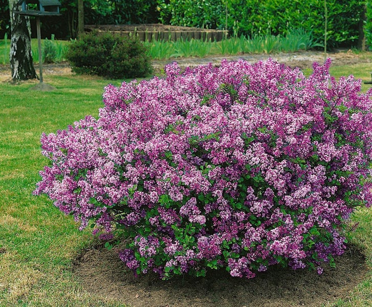 Syringa meyeri 'Palibin', Zwergflieder, lila Blüten, 80 cm Stammhöhe