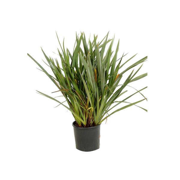Ziergras in einem Topf