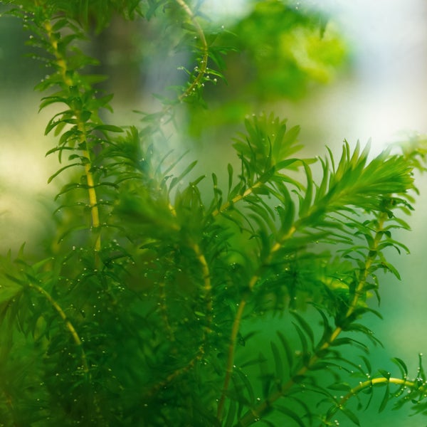 Nahaufnahme einer Wasserpest Elodea densa Aquarienpflanze unter Wasser mit kleinen Sauerstoffbläschen an den Blättern.