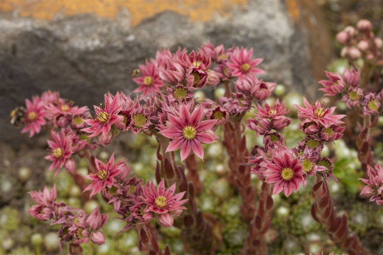 Sempervivum arachnoideum, Spinnweb-Hauswurz, ca. 9x9 cm Topf