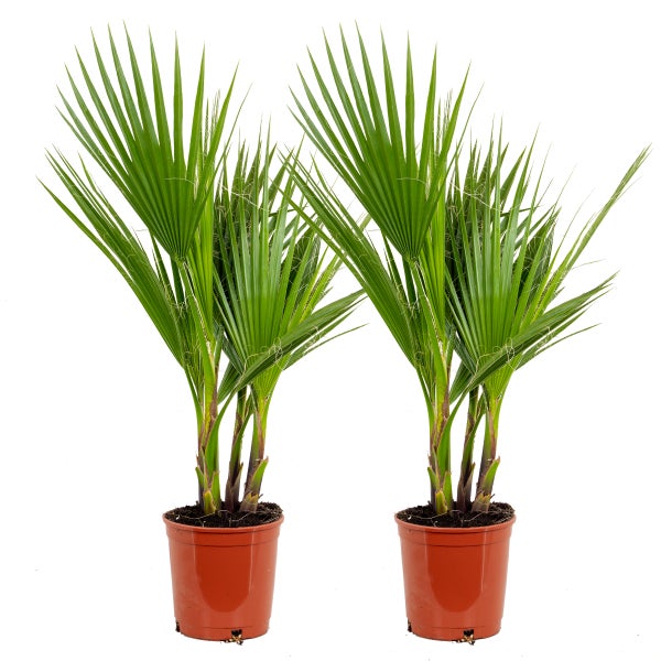 2x Washingtonia Robusta - Mexikanische Fächerpalme - Palme - Immergrün - ⌀17 cm - ↕70-80 cm