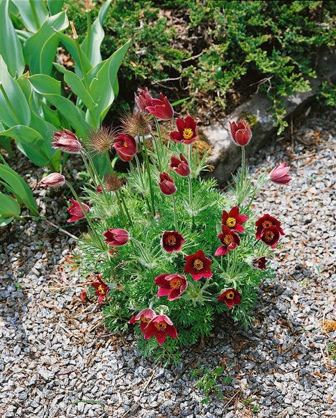 Pulsatilla vulgaris 'Rubra', Küchenschelle, rot, ca. 9x9 cm Topf