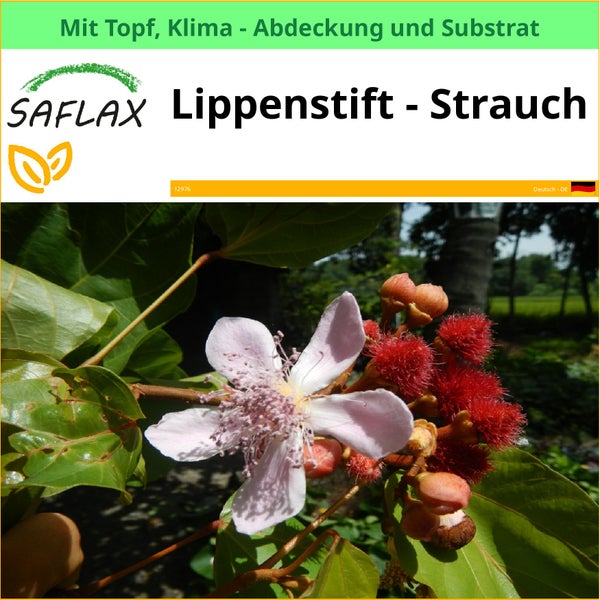 Lippenstiftstrauch im Topf mit Klimaabdeckung und Substrat