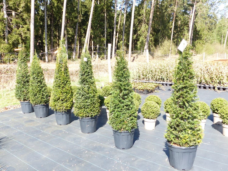 Taxus Baccata 150-160 cm Pyramide Formschnitt, Formgehölz, Säule, Buchsbaum Ersatz