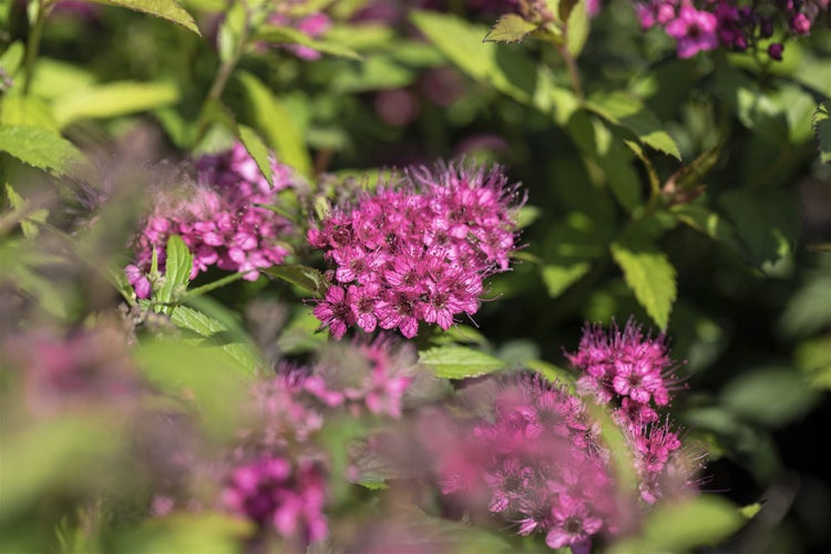 Spiraea japonica 'Anthony Waterer', Rote Sommerspiere, 30–40 cm